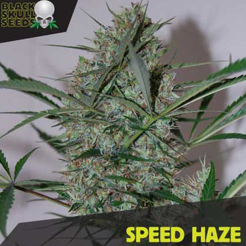 Black Skull - Speed haze