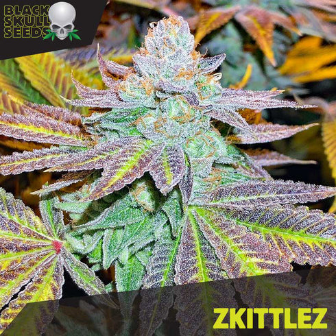 Black Skull - Zkittlez