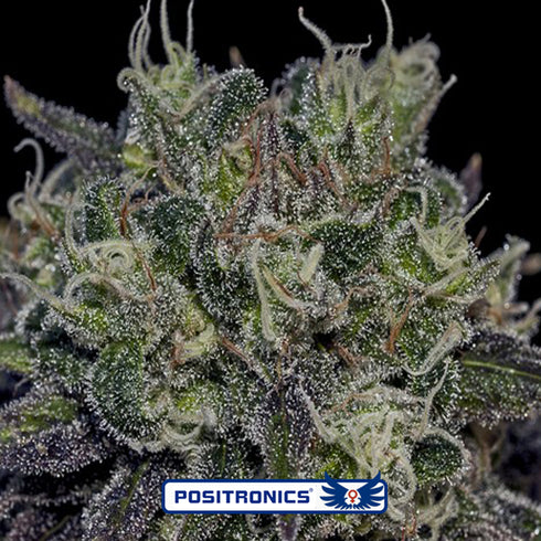 Positronic Seeds - Black Widow