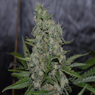 Lineage Genetics - Black Zombie