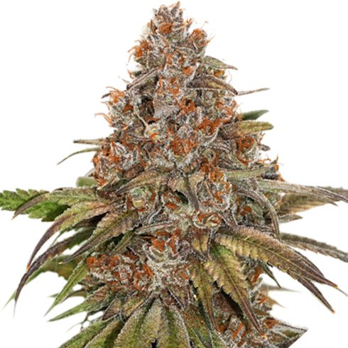Seed Stockers Seeds - Superior Blackberry Gum
