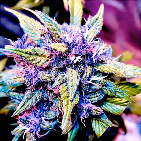 BSB Genetics - Blackberry Rocks