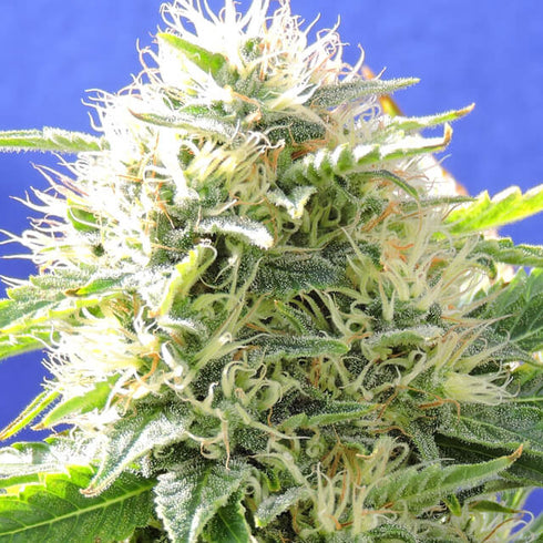 Original Sensible Seeds - Auto Destroyer