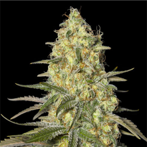 Eva Seeds - Black Dreams