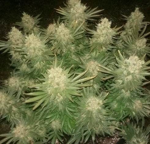 Seedsman - Black Sugar
