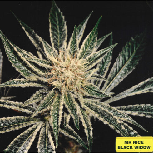 Mr Nice Seedbank - Black Widow