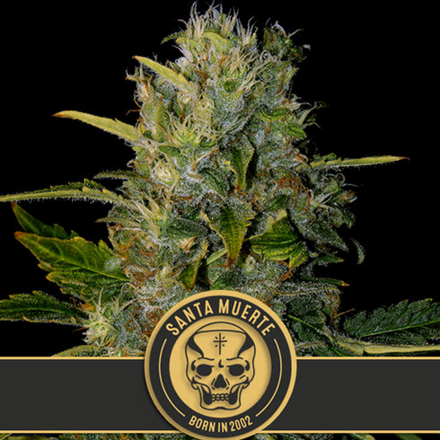 BlimBurn Seeds - Santa Muerte