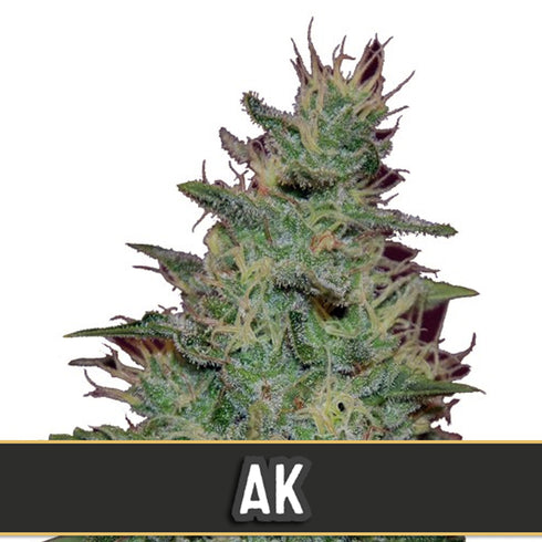 BlimBurn Seeds - AK Auto