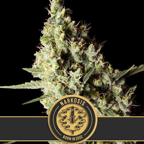 BlimBurn Seeds - Narkosis