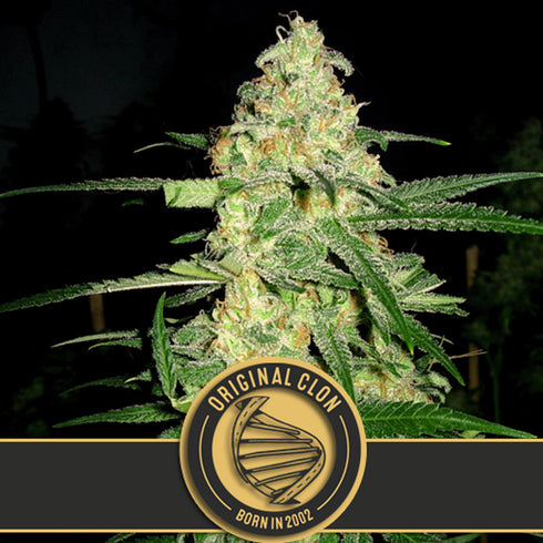 BlimBurn Seeds - Original Clon