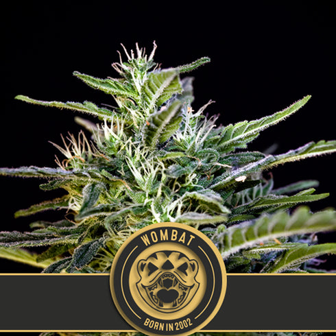 BlimBurn Seeds - Wombat