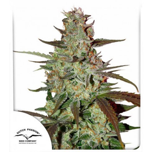 Dutch Passion - Blue Mazar Auto