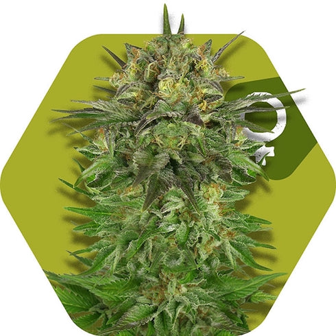Zambeza Seeds - Blue Brilliant