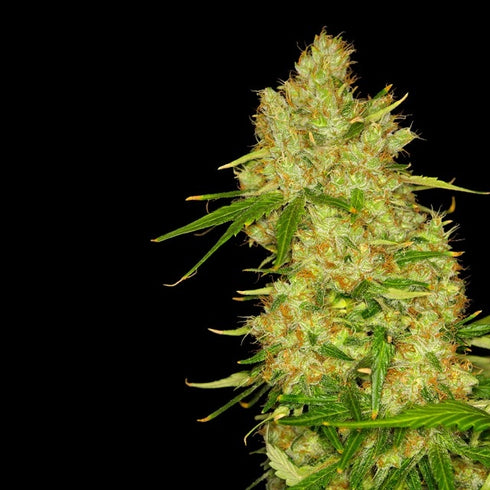 Dready Seeds - Blue Bubbleberry