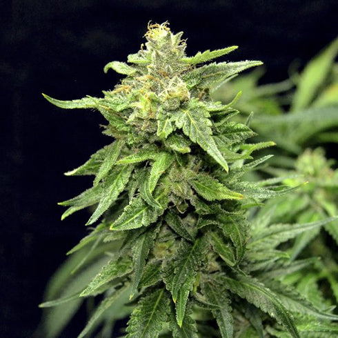 G13 Labs - Blue Cindy