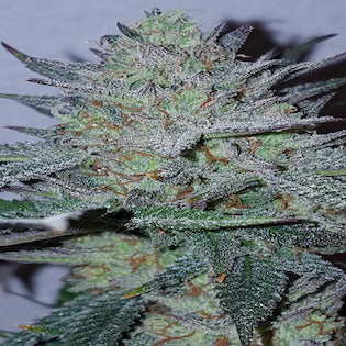 Lineage Genetics - Blue Fire