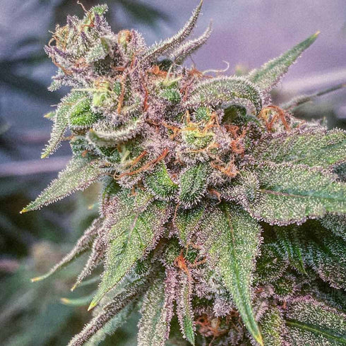 Conscious Genetics - Blue Kachina