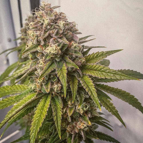 Conscious Genetics - Blue Kachina