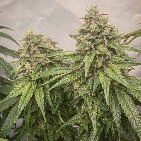 Conscious Genetics - Blue Kachina