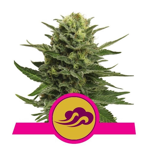 Royal Queen Seeds - Blue Mystic