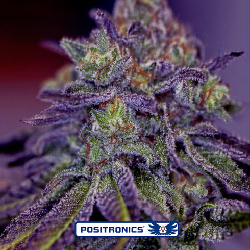 Positronic Seeds - Blue Rhino