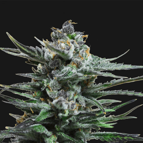 Kalashnikov Seeds - Blue Acid Auto