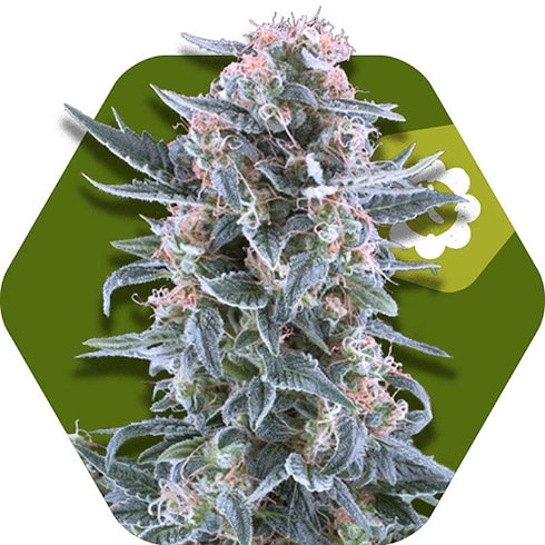 Zambeza Seeds - Blueberry Auto