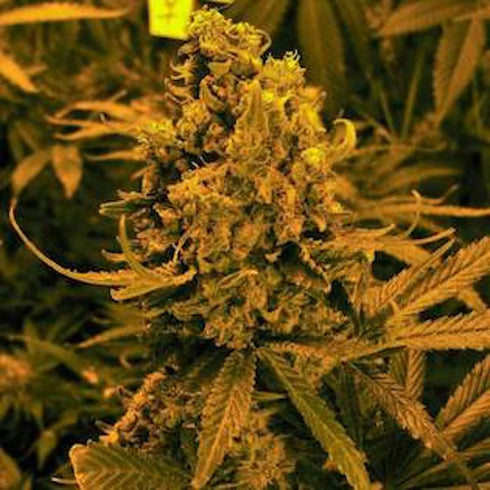 Nirvana Seeds - Blueberry Kush Auto