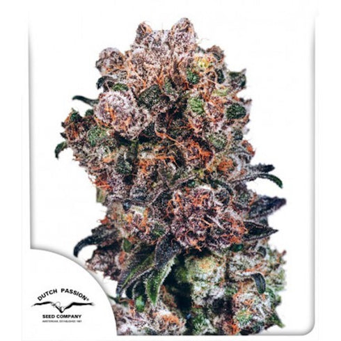 Dutch Passion - Blueberry