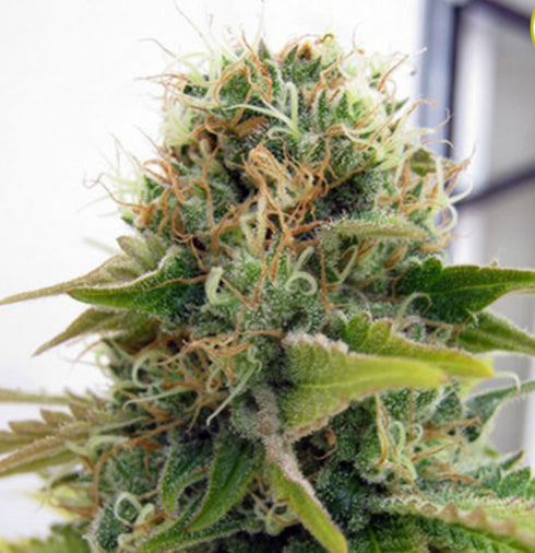 Seedsman - Blueberry