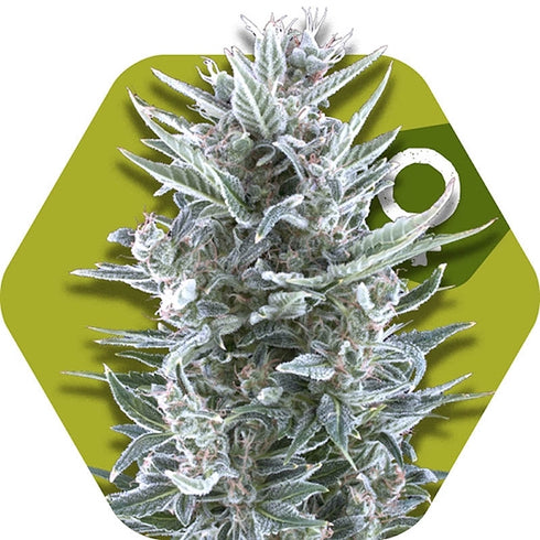 Zambeza Seeds - Blueberry