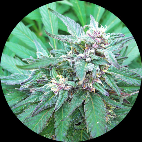 Top Tao Seeds - Blueberry Crystal