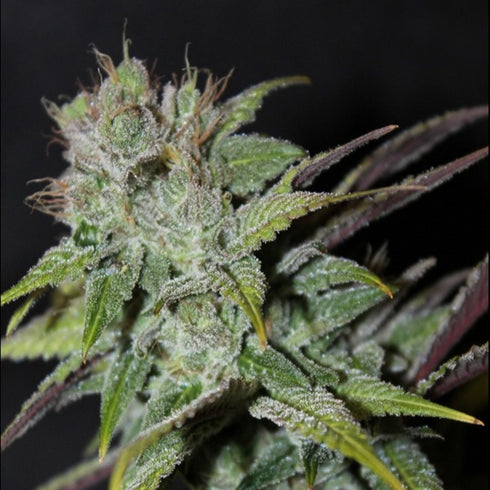 Female Seeds - Blueberry Cheesecake