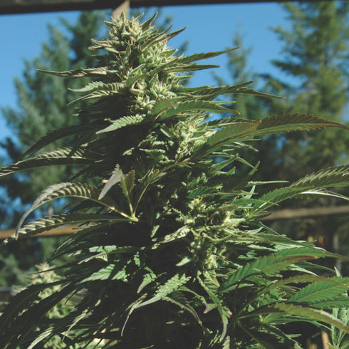 Emerald Triangle - Blueberry Headband