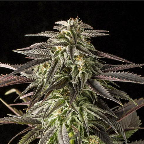 Dinafem Seeds - Blue Cheese Auto