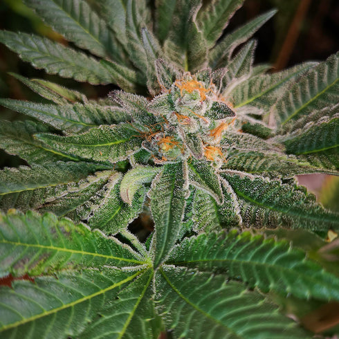Old School Genetics - Blue D #5