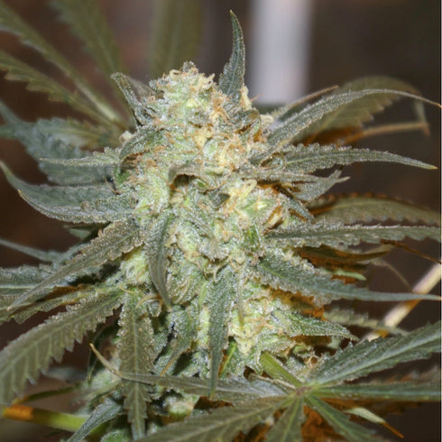 Digital Genetics - Blue Fire Headband G13