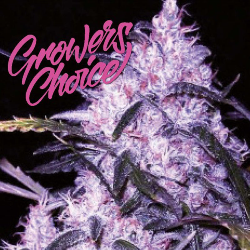 Growers Choice Blue Forest Berry Auto Cannabis Seeds UK Skunkworks