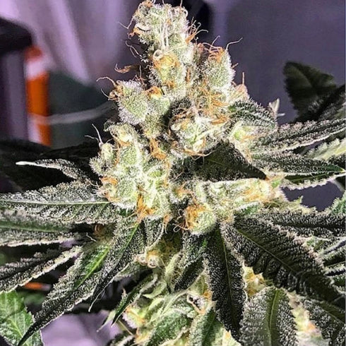 Old School Genetics - Blue Grape Fuel