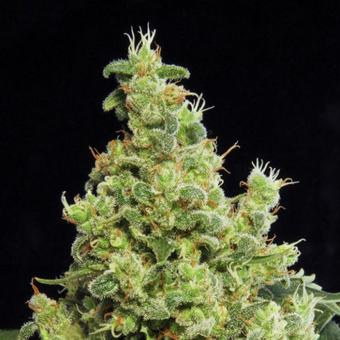 Dinafem Seeds - Blue Hash