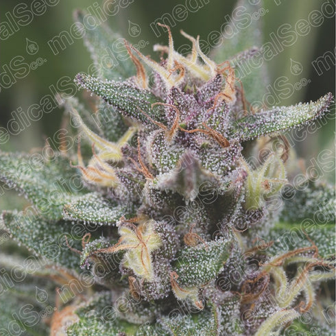 Medical Seeds - Bluehell Auto