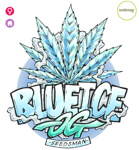 Seedsman - Blue Ice OG