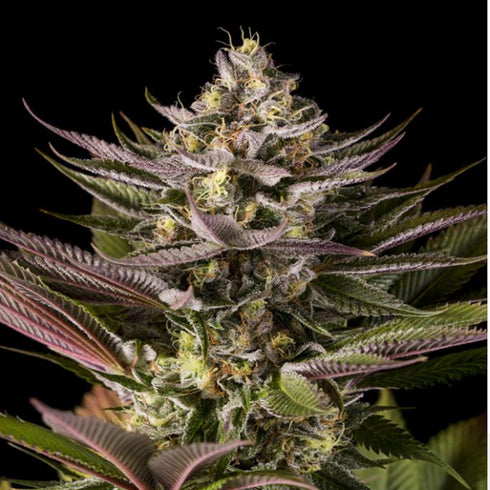 Dinafem Seeds - Blue Kush Auto