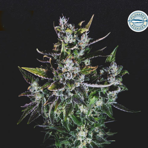 Pilchard's Caviar - Blue Monsoon