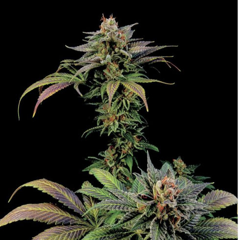 Dinafem Seeds - Blue Widow