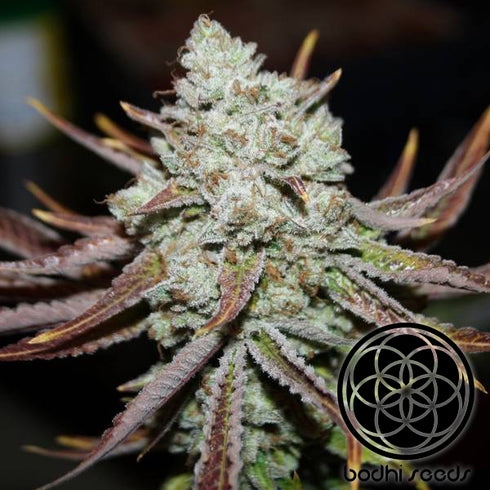 Bodhi Seeds - Lavender Aura