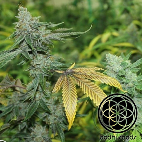 Bodhi Seeds - Black Triangle