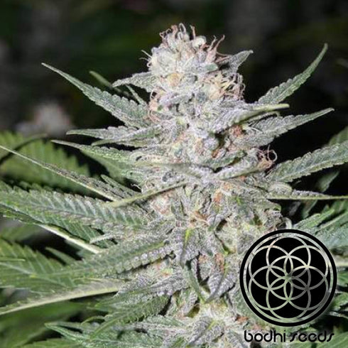 Bodhi Seeds - Blueberry Hashplant