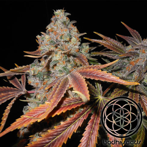 Bodhi Seeds - Cluster Funk