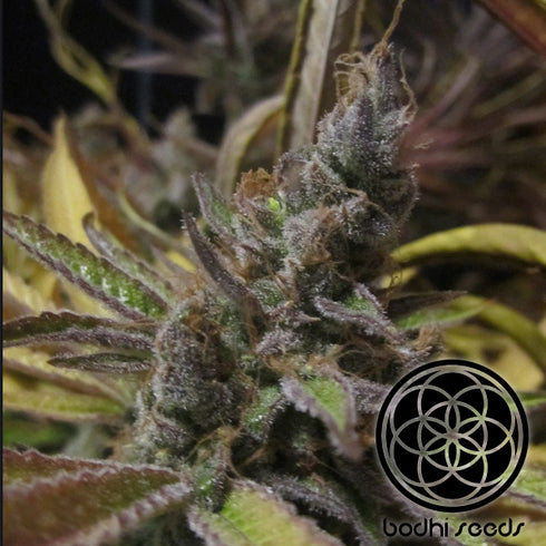 Bodhi Seeds - Dream Lotus